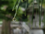Japan sees shortest rainy season this year