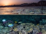 Coral reefs’ very survival is at stake, warns UNESCO in bid to boost resilience