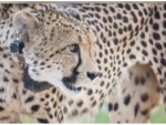 Eight Namibian cheetahs to be ferried to India on Sept 17