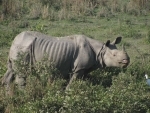 Rhino population in Assam’s Kaziranga National Park grows to 2613
