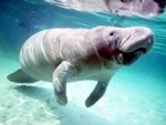 Study says Dugong are functionally extinct in Chinese waters