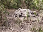Poachers killed one-horned rhino in Kaziranga