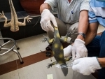 Forensic lab aids crack down on illegal wildlife trade in Viet Nam