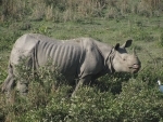 Man killed in rhino attack in Assam’s Majuli