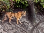 Tiger poached in Madhya Pradesh: Reports