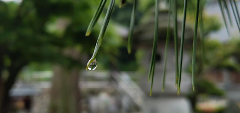 Japan sees shortest rainy season this year