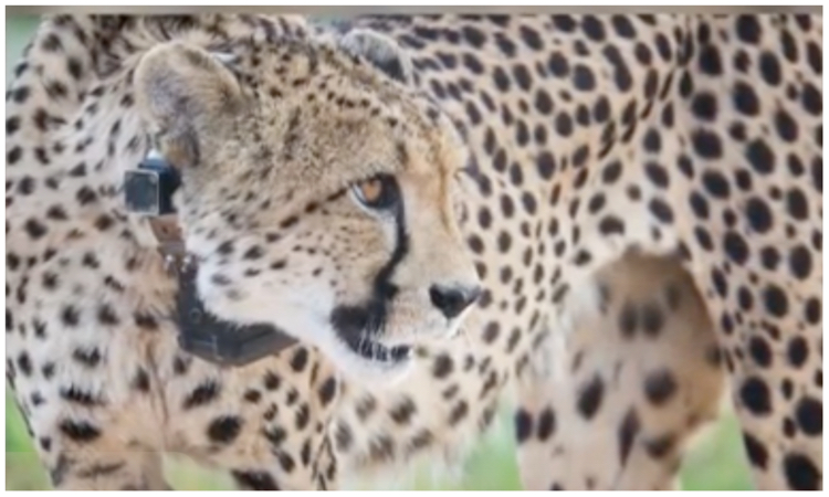 Eight Namibian cheetahs to be ferried to India on Sept 17