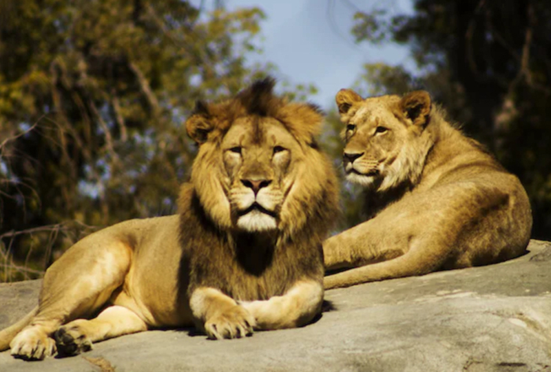 Five lions escape from Sydney zoo