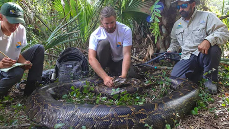 Largest ever female python caught in Florida weighs 98 kg