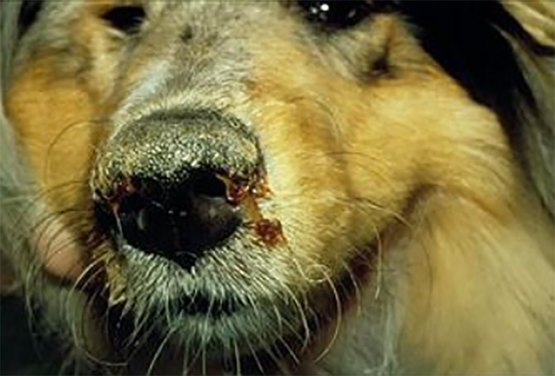 Dog suffering from CVD / Image: Wikipedia Creative Commons