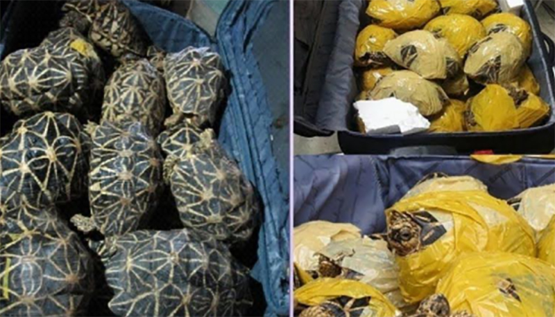 A haul of 41 star tortoises seized by Sri Lanka Customs at the Bandaranaike International Airport outside Colombo in January 2016. Photo courtesy of the Sri Lanka Customs.