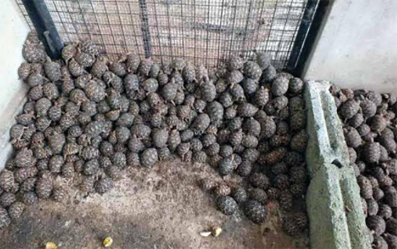 Part of a shipment of smuggled Indian star tortoises intercepted by the Sri Lankan Navy. Photo by Anslem de Silva.