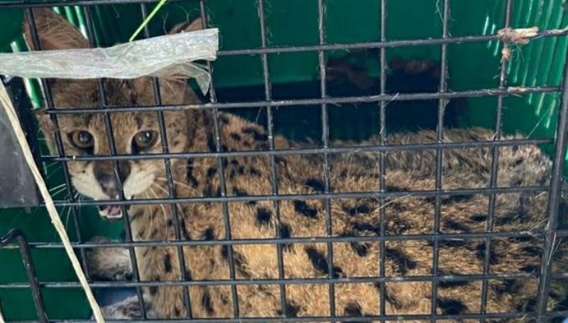Mizoram Police seize 468 numbers of exotic wildlife species