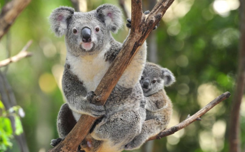 Australian govt lists Koalas as endangered species