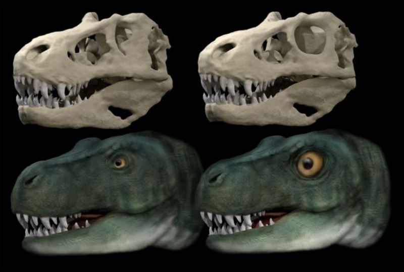 Dinosaurs evolved different eye socket shapes to allow stronger bites: Study