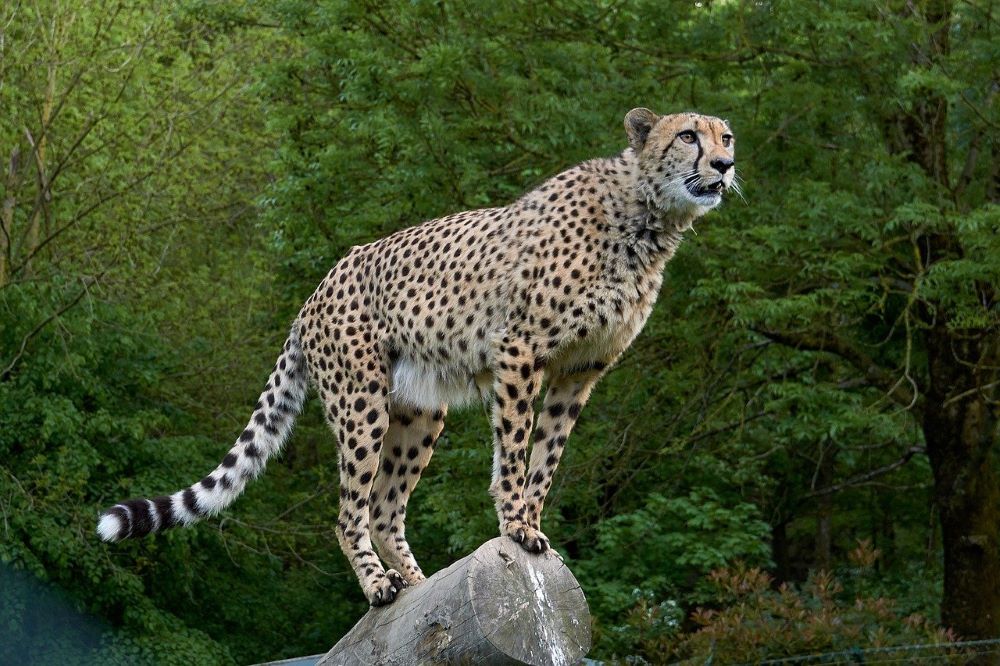 India inks MoU with Namibia to bring Cheetahs back after 70 years of extinction