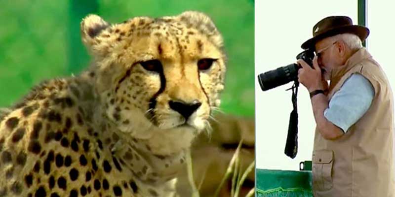 PM Modi releases 8 Namibian cheetahs in Madhya Pradesh national park on 72nd birthday