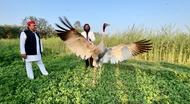 Forest Dept files case against UP man who rescued Sarus crane