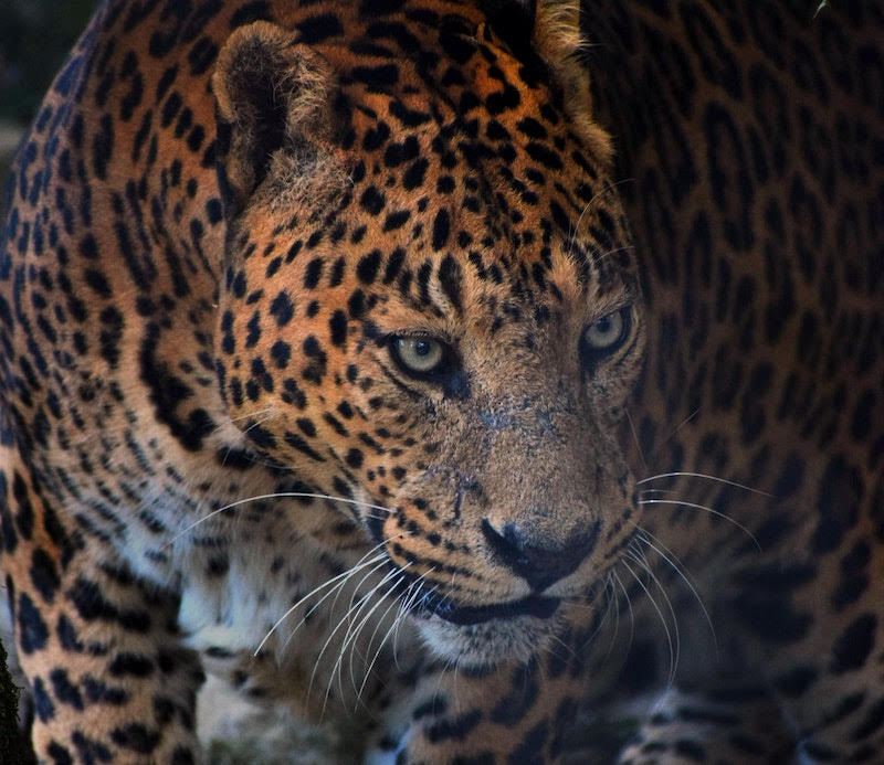 Uttarakhand Leopard Attacks: Clear and Present Danger