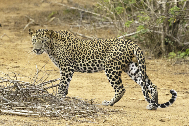 Representative Image of a leopard. Image courtesy Unsplash