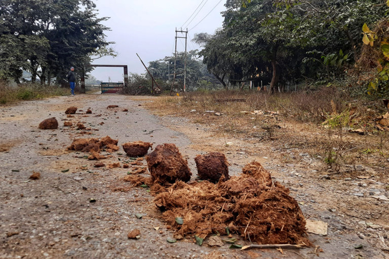 Elephant dung is seen on the road. The elephants break the fence put up by the forest department and enter villages. Photo by Varsha Singh.