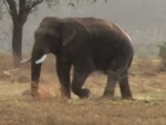 Wild tuskers wreak havoc in Jharkhand, kill 9