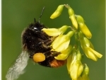 Study finds Bumblebees learn new 'trends' in their behaviour by watching and learning