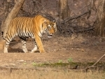 Tigers burn bright in India under the shadow of human-animal conflict