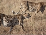 South Africa to send over 100 cheetahs to India