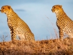 To save a million species, World Wildlife Day underscores crucial role of partnerships