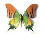 Arunachal Pradesh: Kaiser-e-Hind Butterfly sighted in Mechuka
