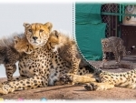 Madhya Pradesh: Second batch of 12 cheetahs released to Kuno National Park