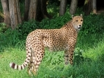 Female Cheetah 'Daksha' from South Africa dies in MP's Kuno National Park; 3rd to die in last 3 months