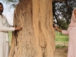 A Haryana village resists government buildings to protect iconic trees