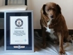 World's oldest dog Bobi dies at 31