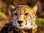 Namibian cheetah flown to India dies in Madhya Pradesh from kidney disease