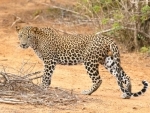 Nashik: Man injured in leopard attack