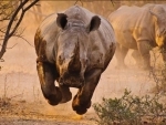 No rhino poaching case in Assam in 2022: Himanta Biswa Sarma