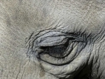 Tamil Nadu: Female elephant found dead