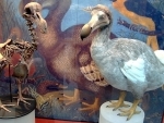 Scientists are planning to bring back Dodo to life, re-introduce them in Mauritius
