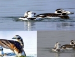 Jammu and Kashmir: Long tailed Duck 'Clangula Hyemalis' sighted in Wular Lake after 84-yrs