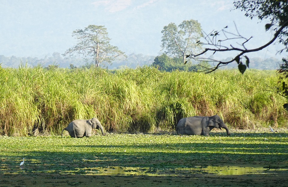 Another solar fence installed in Assam to combat human-elephant conflict