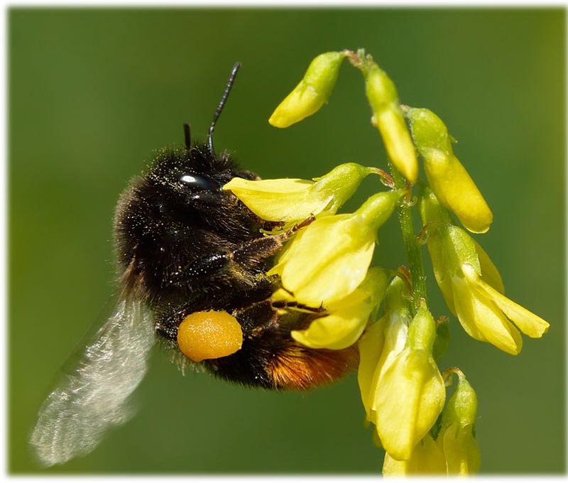 Study finds Bumblebees learn new 'trends' in their behaviour by watching and learning