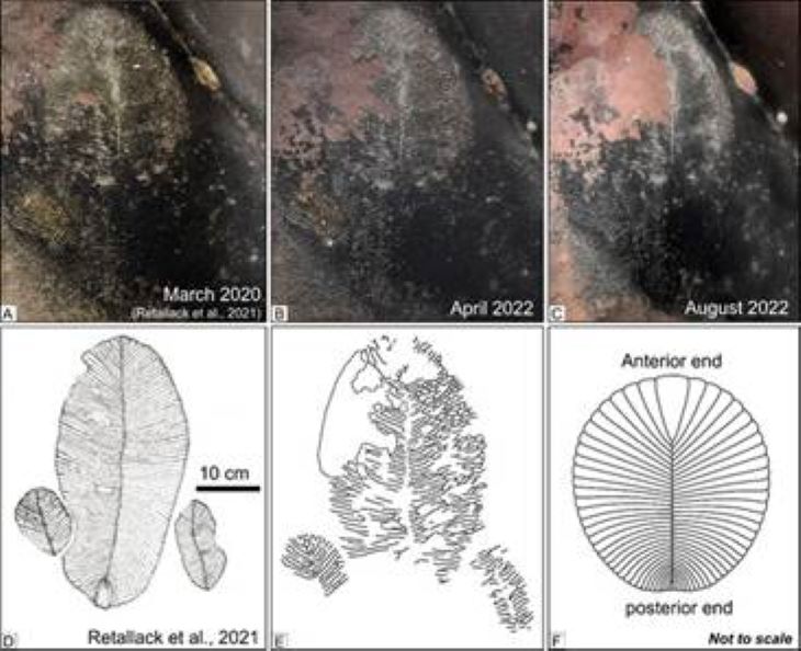 Indian scientists refute earlier find of fossil of earliest animal in Madhya Pradesh's Bhimbetka