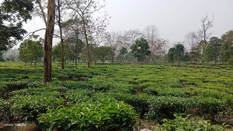 'Smart Tea Villages' empowers Assam's 200 year old tea industry