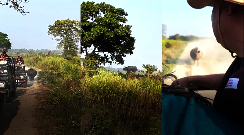 Assam: Rhino chases tourist convoy in Kaziranga National Park