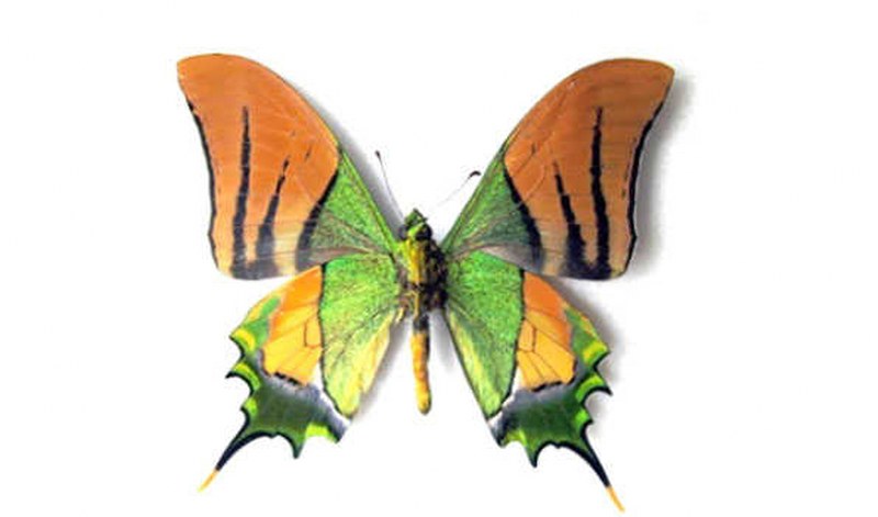 Arunachal Pradesh: Kaiser-e-Hind Butterfly sighted in Mechuka
