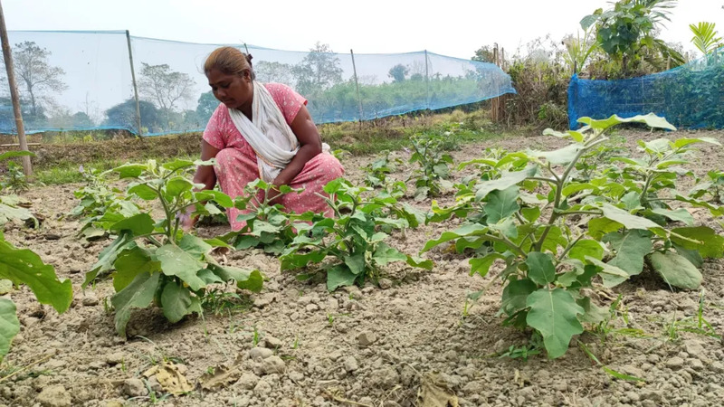 Farmer inspires organic agriculture movement in Assam's Dhiria village