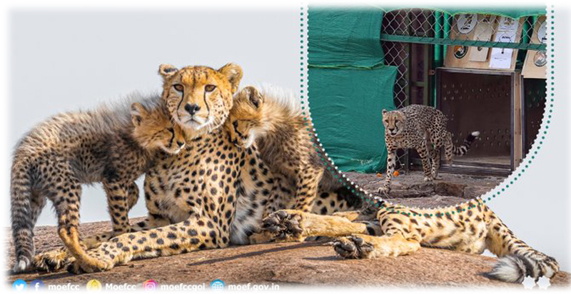 Madhya Pradesh: Second batch of 12 cheetahs released to Kuno National Park