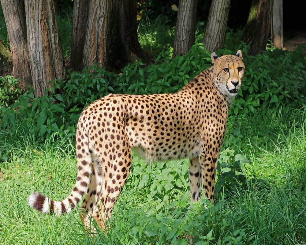 Female Cheetah 'Daksha' from South Africa dies in MP's Kuno National Park; 3rd to die in last 3 months